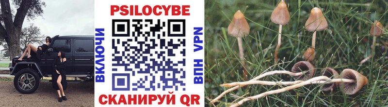 Псилоцибиновые грибы Psilocybe  Гдов 